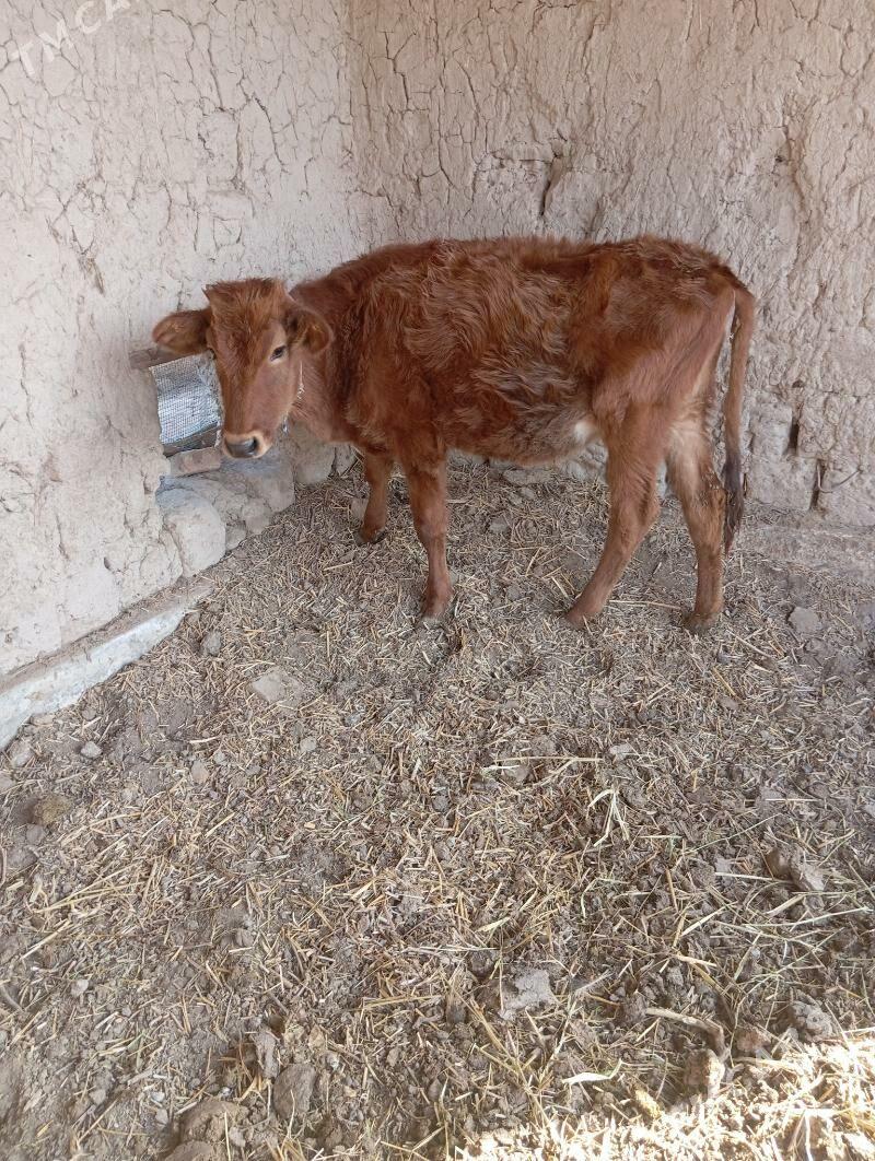 unajin - Чарджоу - img 4