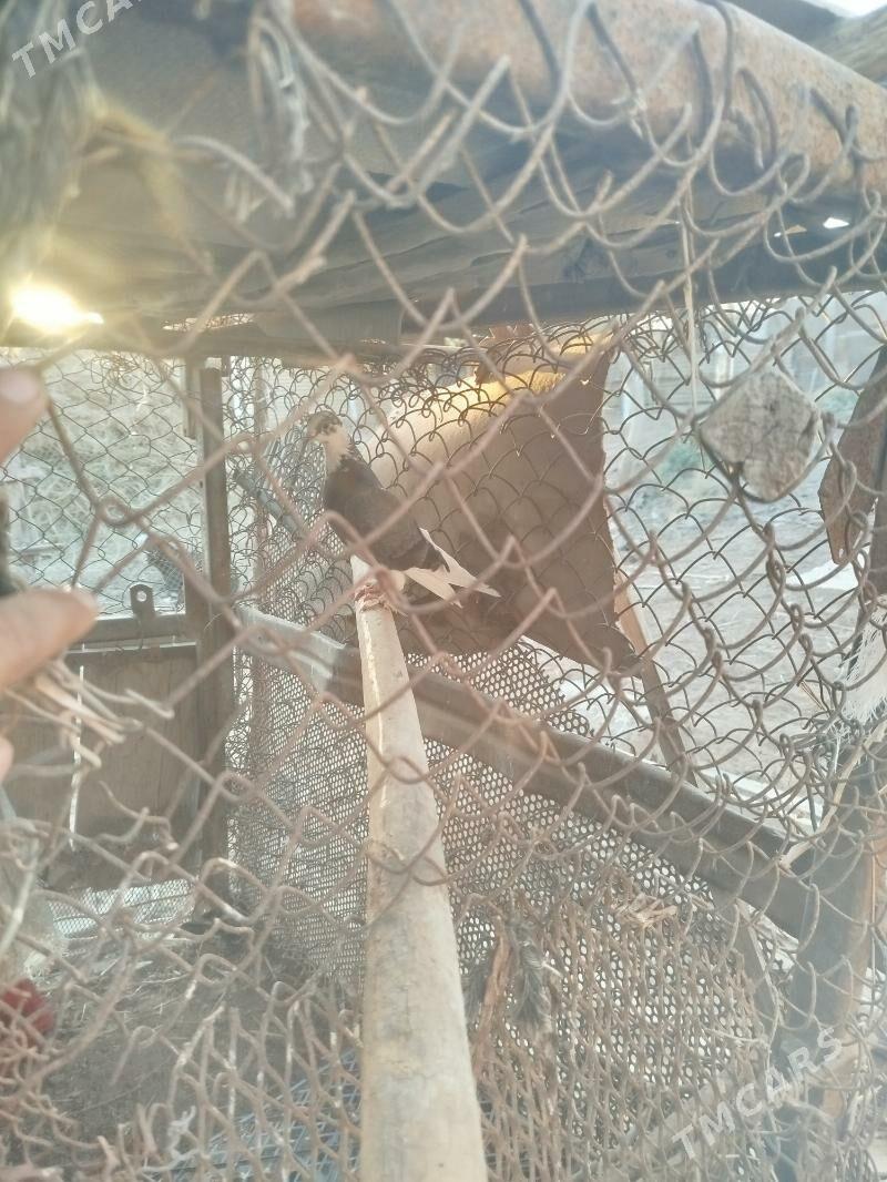 Kepderi - Sarahs - img 5