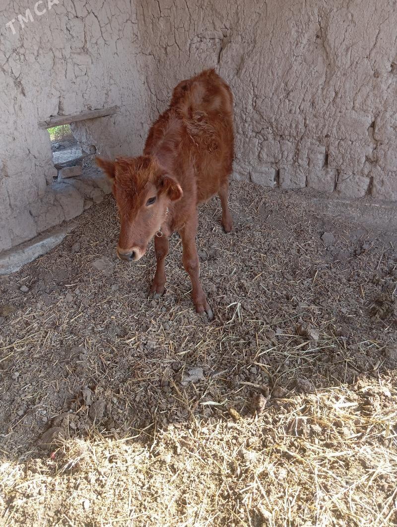 unajin - Чарджоу - img 5