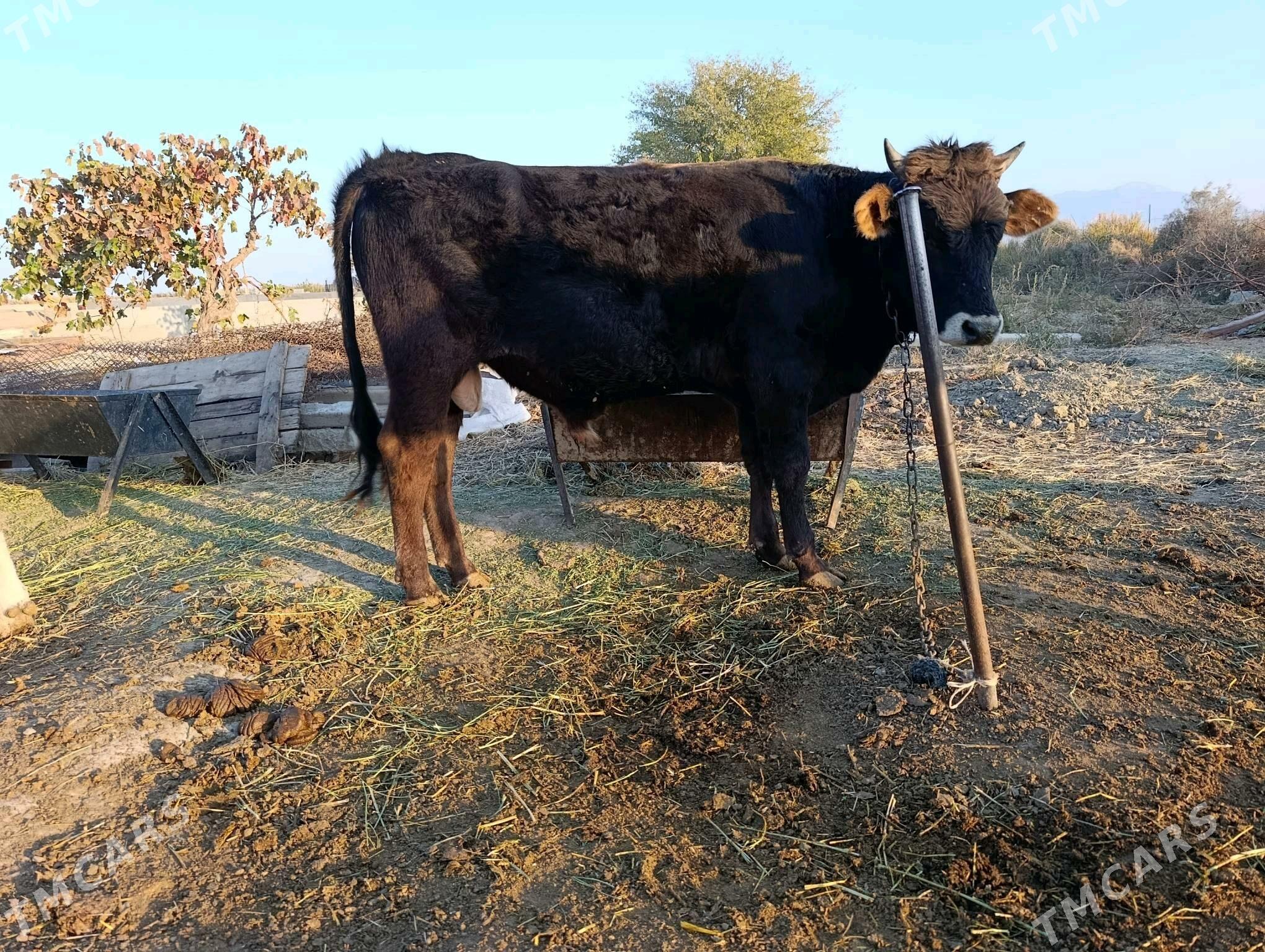 Ökuz - Gökdepe - img 3