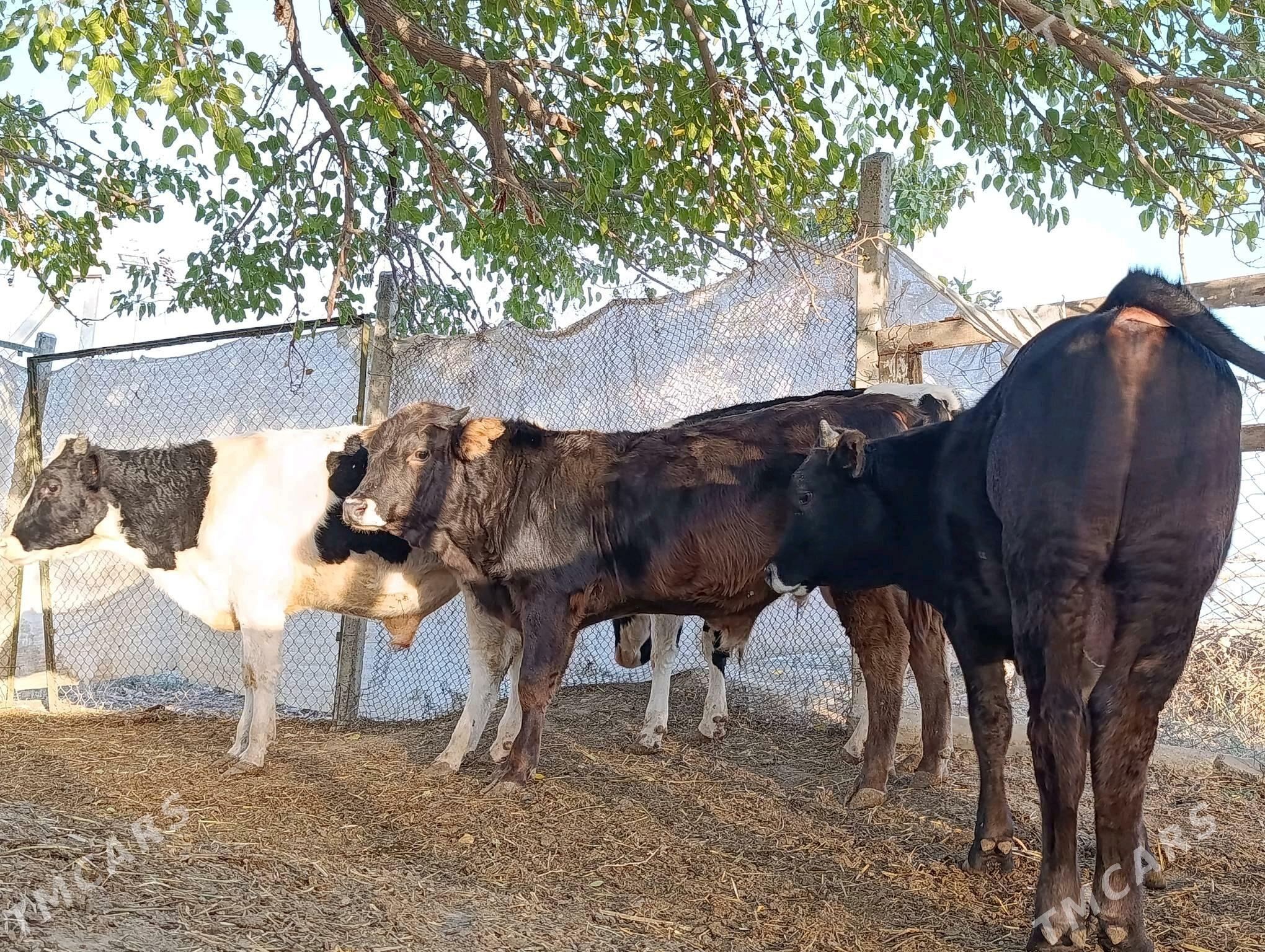 Ökuz - Gökdepe - img 7