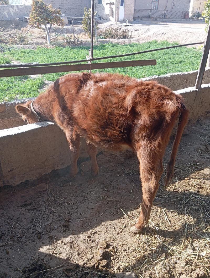 unajin - Чарджоу - img 3