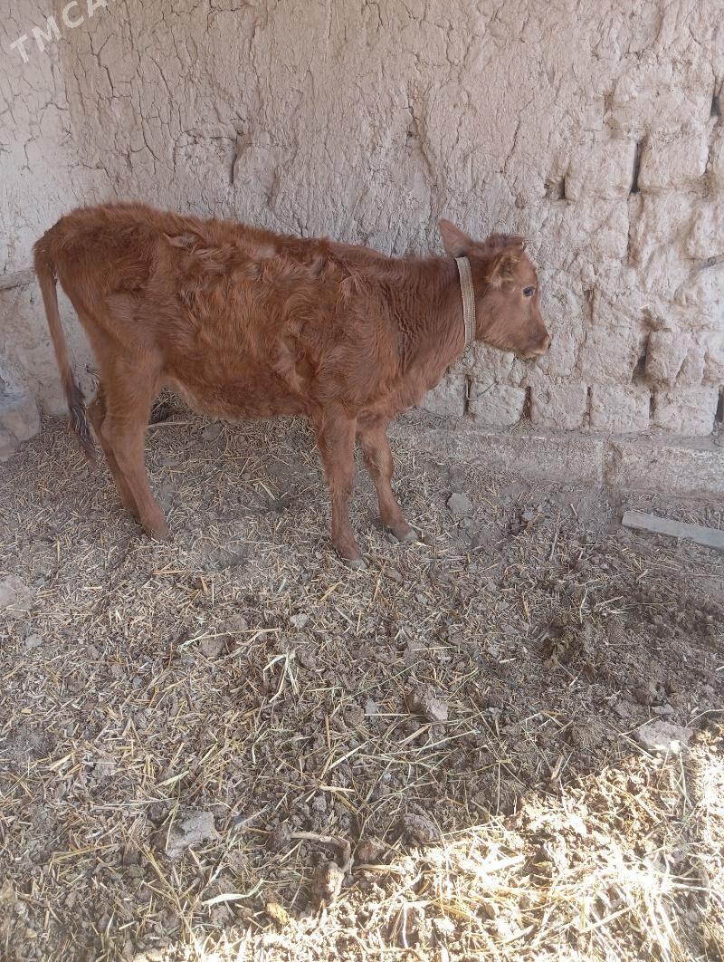 unajin - Чарджоу - img 2