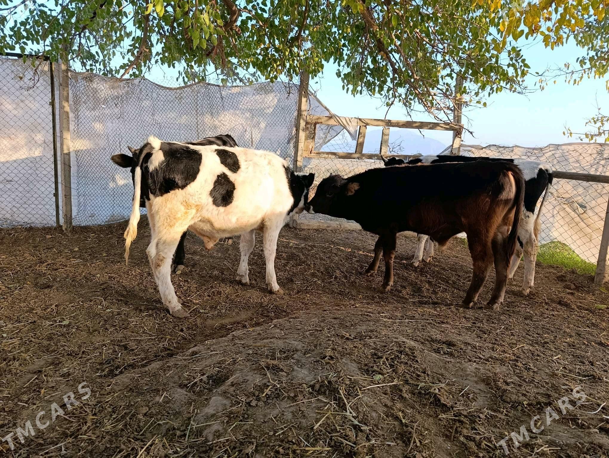 Ökuz - Gökdepe - img 6