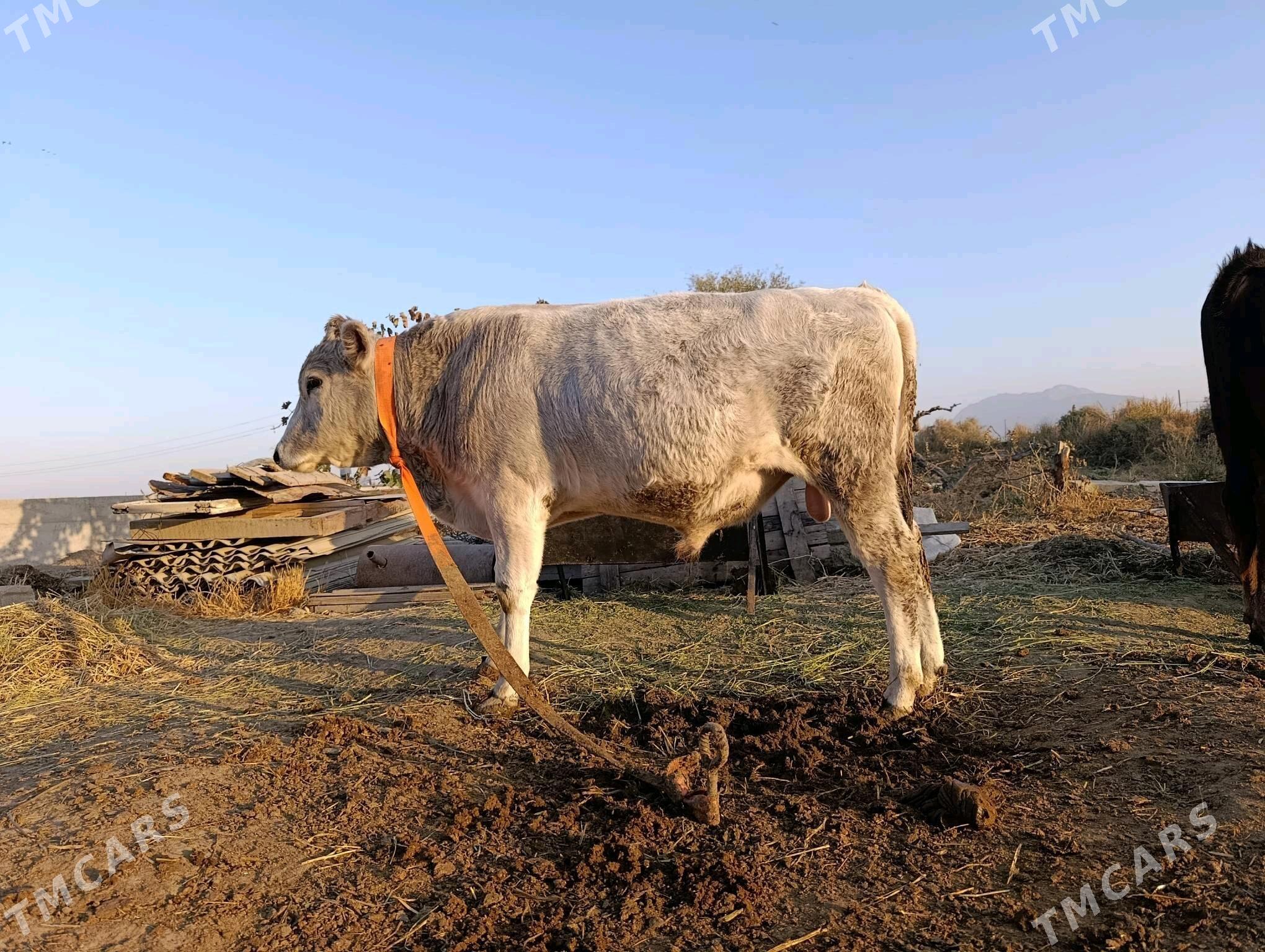 Ökuz - Gökdepe - img 4