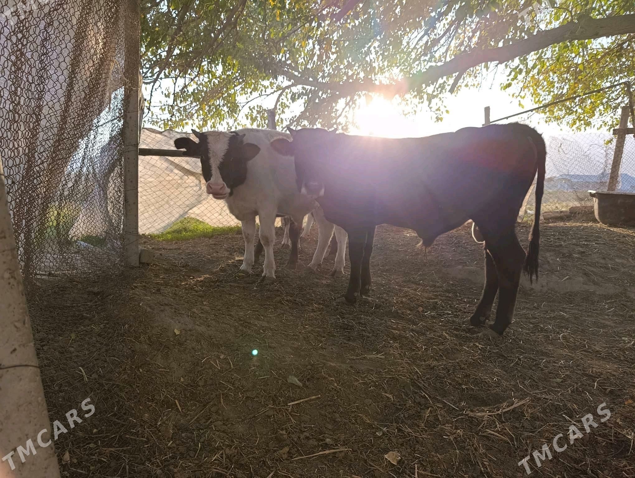 Ökuz - Gökdepe - img 8