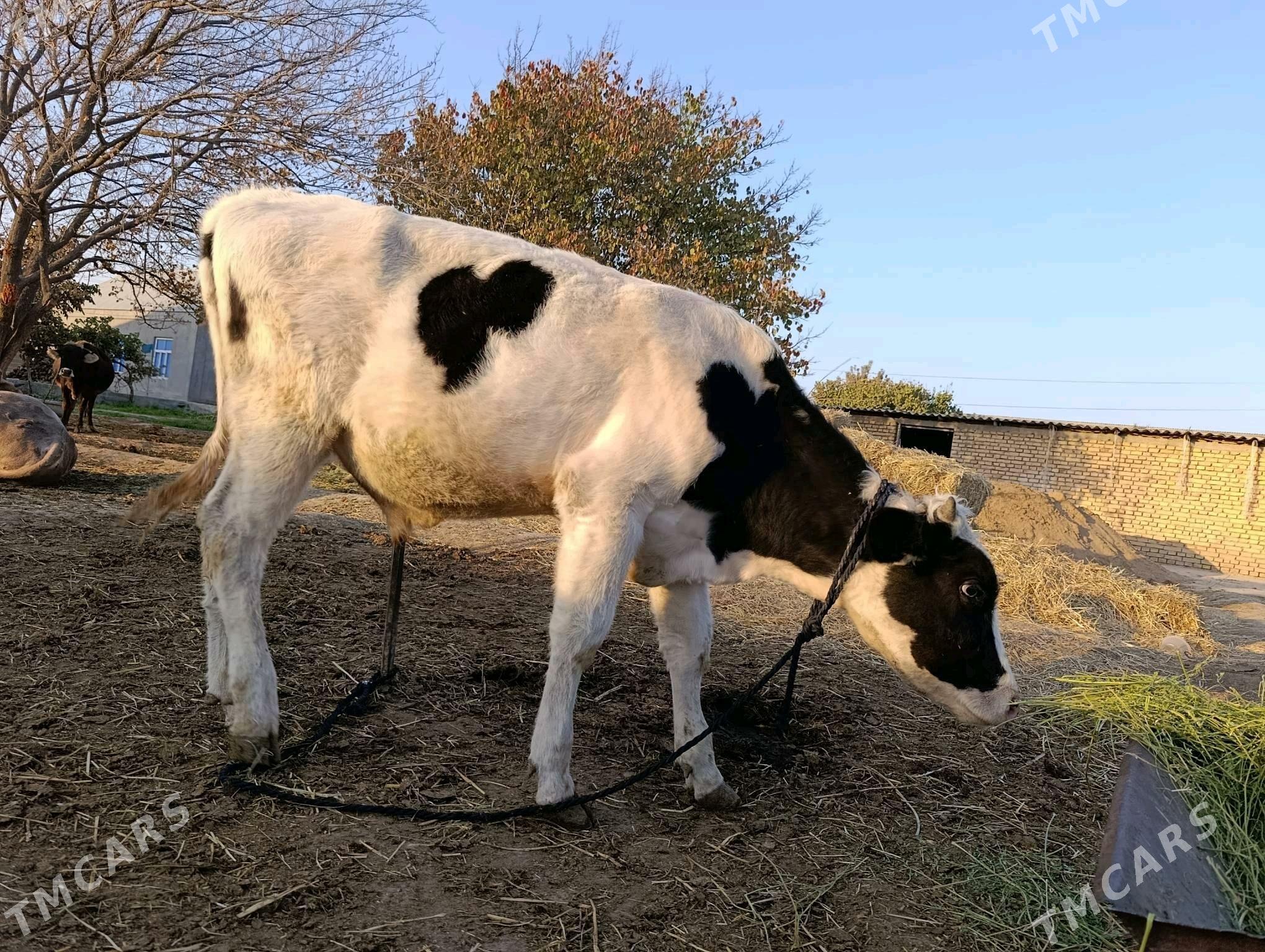 Ökuz - Gökdepe - img 9