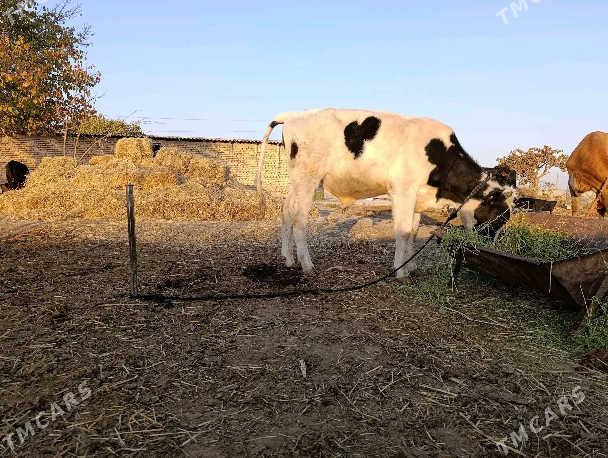 Ökuz - Gökdepe - img 10