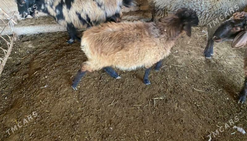 tokly goyun - Мары - img 3