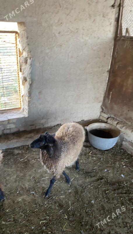 tokly goyun - Мары - img 2