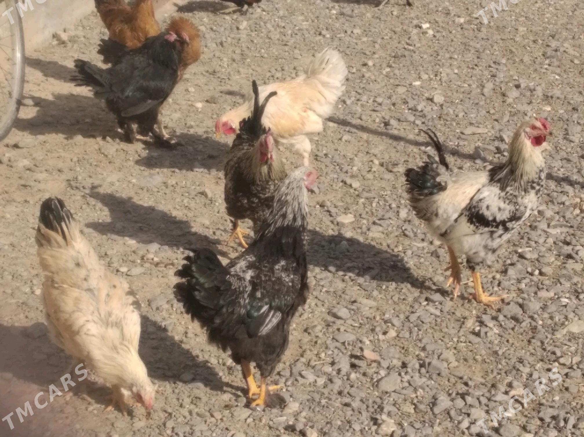 Towuk - Gyzylarbat - img 3