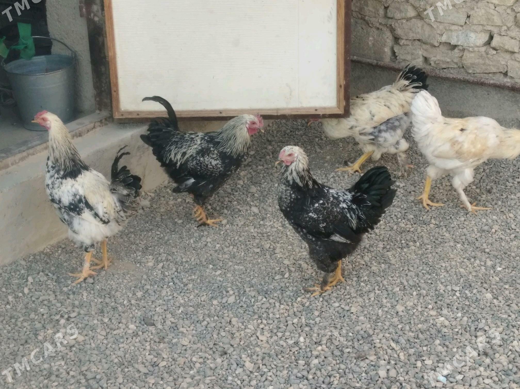 Towuk - Gyzylarbat - img 1