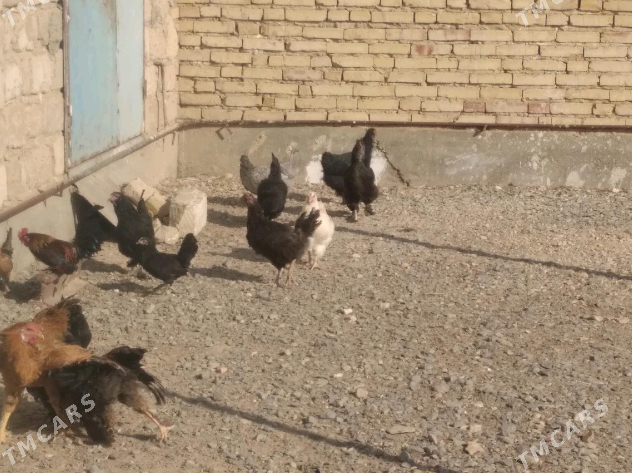 Towuk - Gyzylarbat - img 2