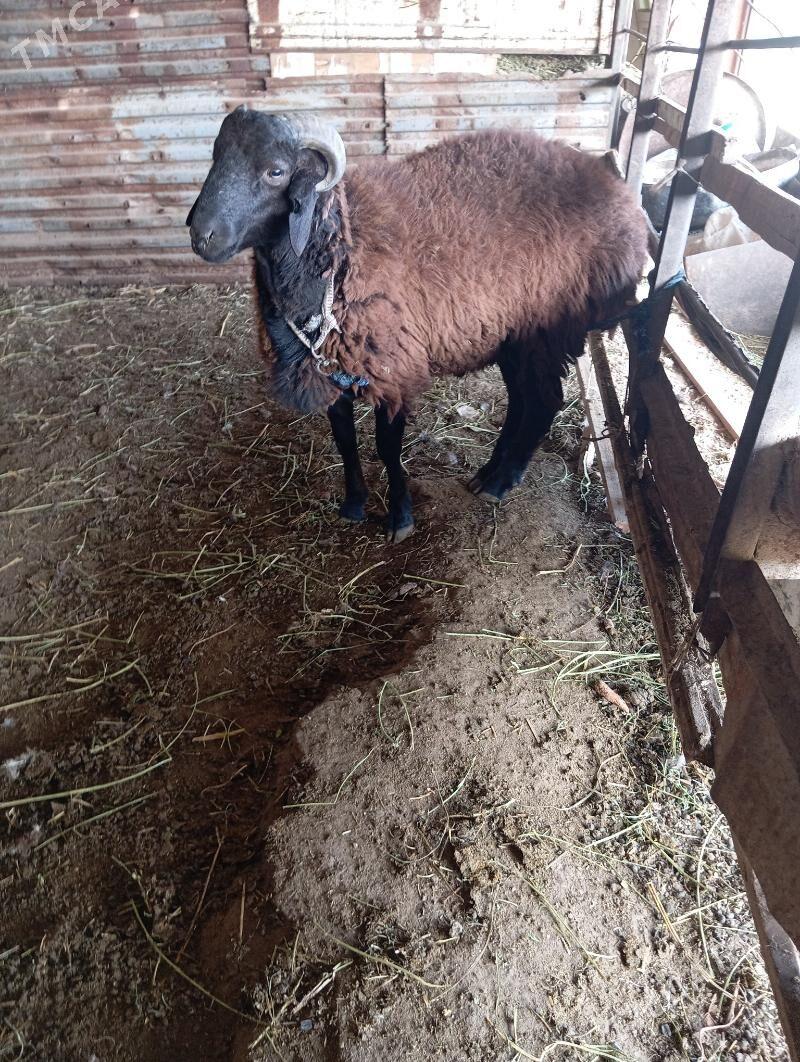 goçkar - Чарджоу - img 5