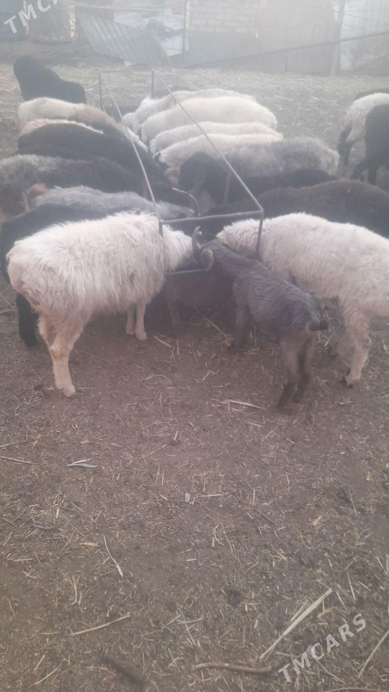 koýun kuzy - Çärjew - img 2