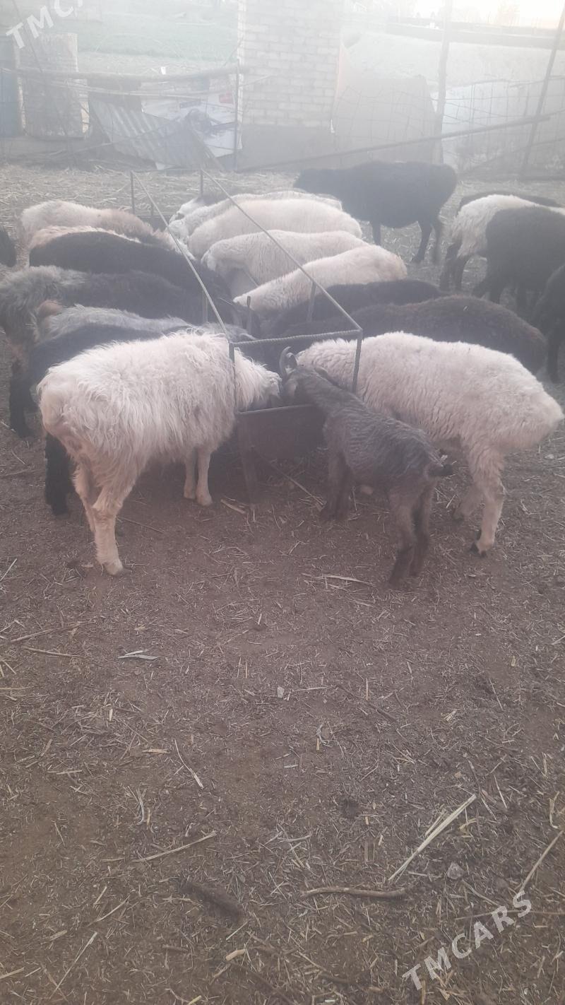 koýun kuzy - Çärjew - img 3