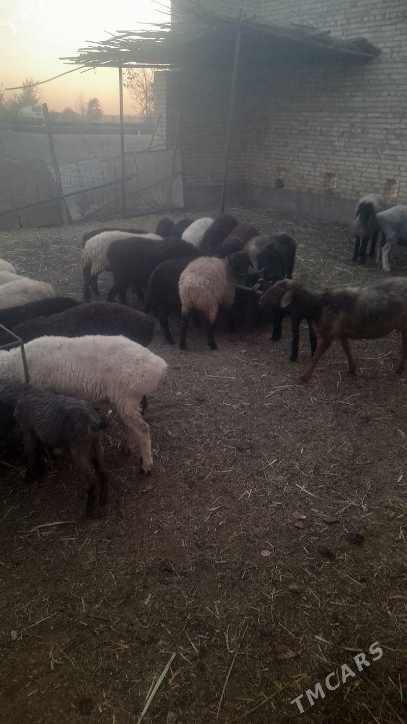 koýun kuzy - Çärjew - img 4