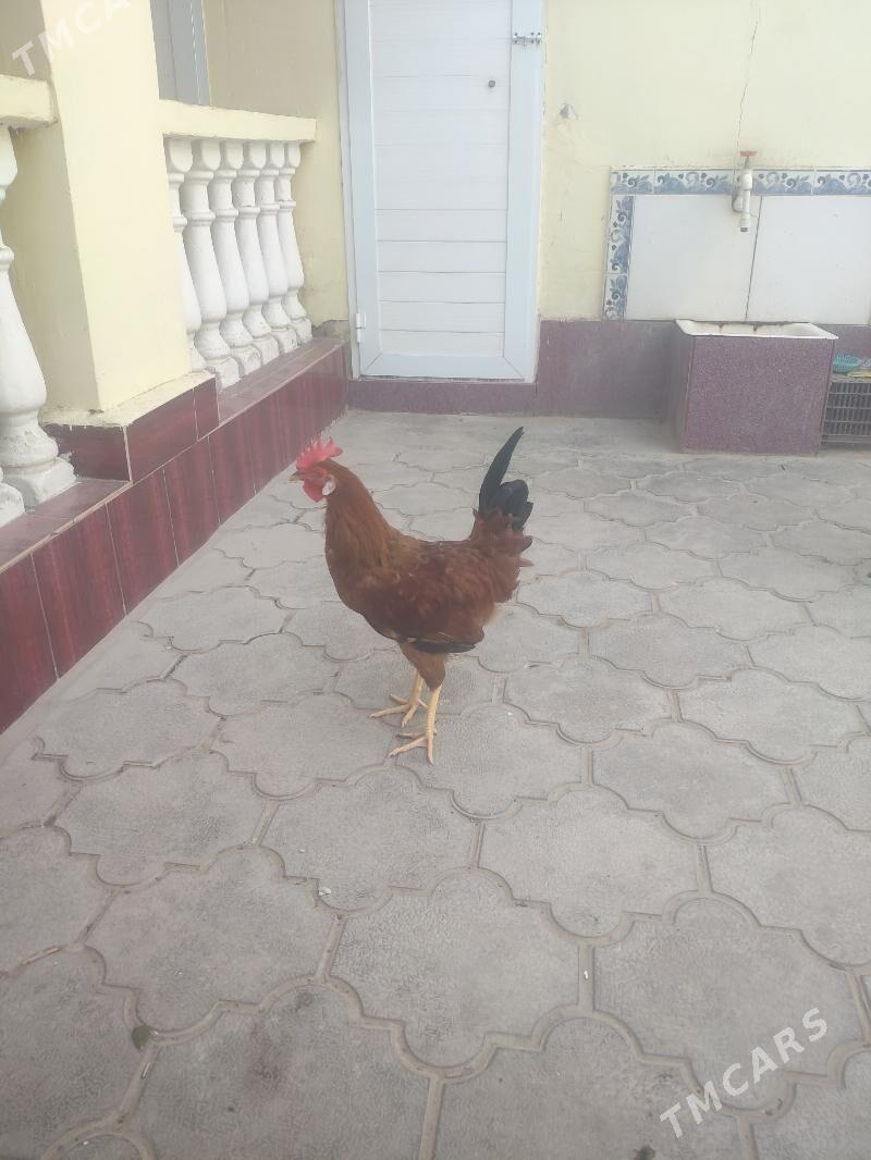 Horaz - Балканабат - img 1