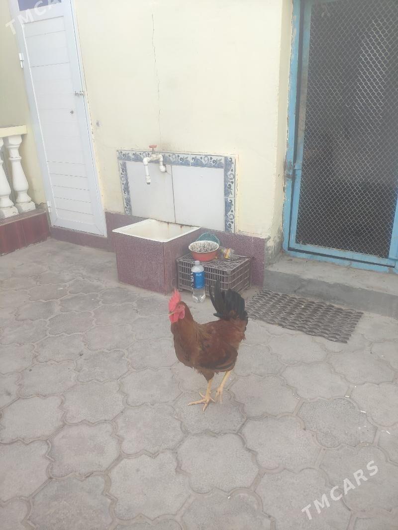 Horaz - Балканабат - img 2