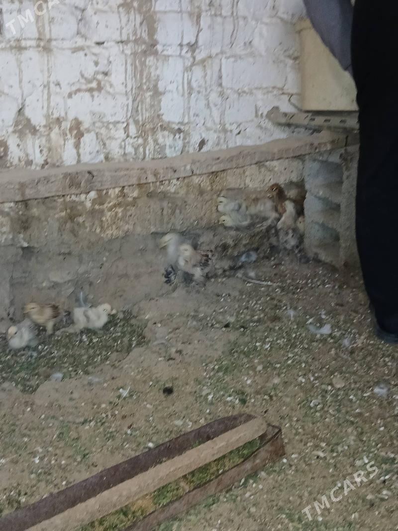 towuk juje - Гёкдепе - img 2