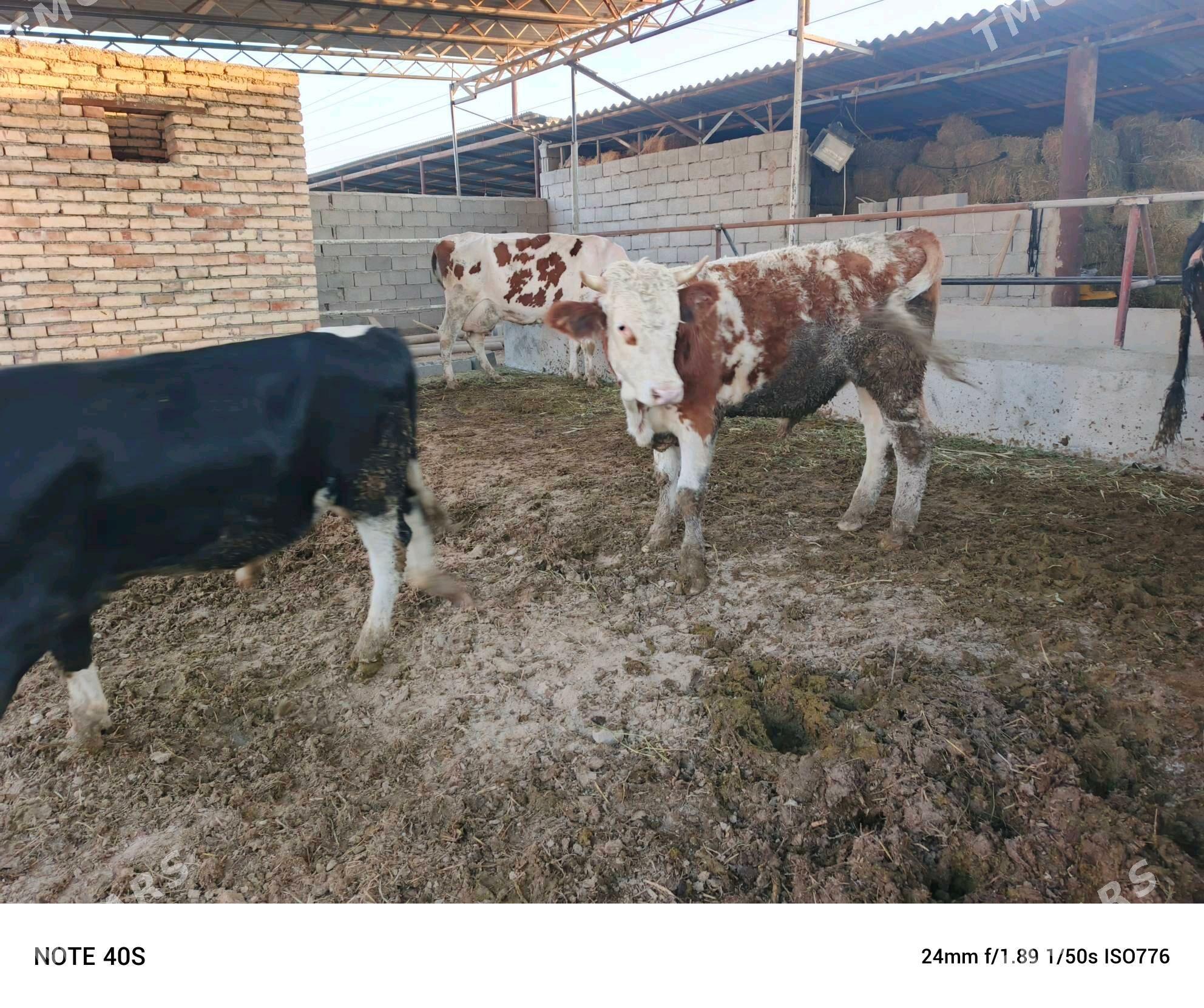 okuz - Бузмеин - img 8