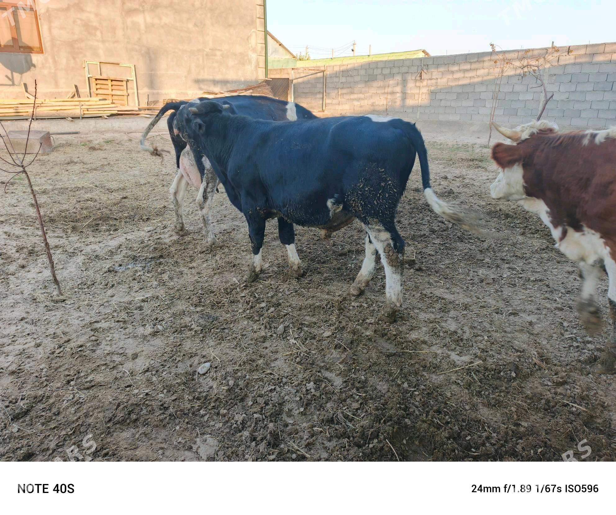 okuz - Бузмеин - img 6