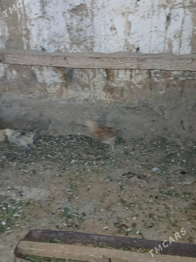 towuk juje - Гёкдепе - img 3