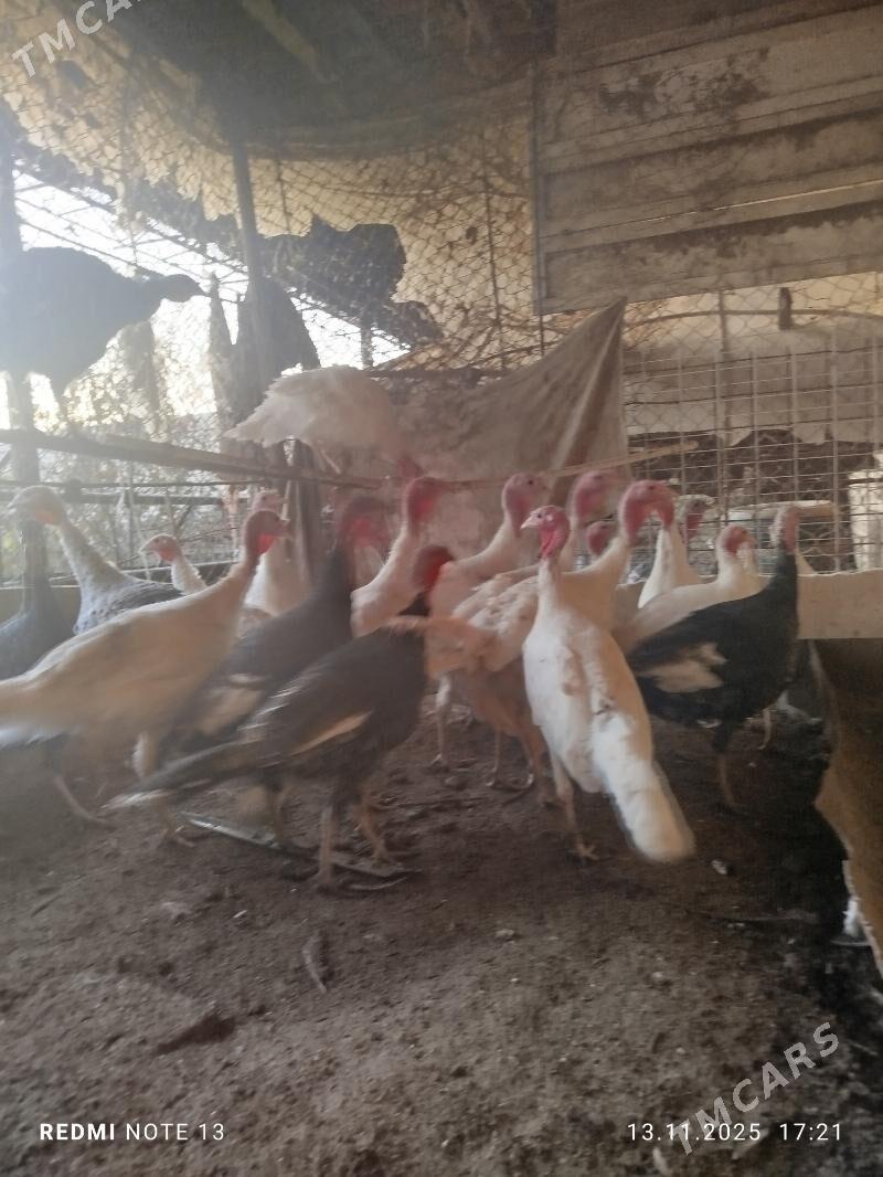 satlyk induk - Çärjew - img 2