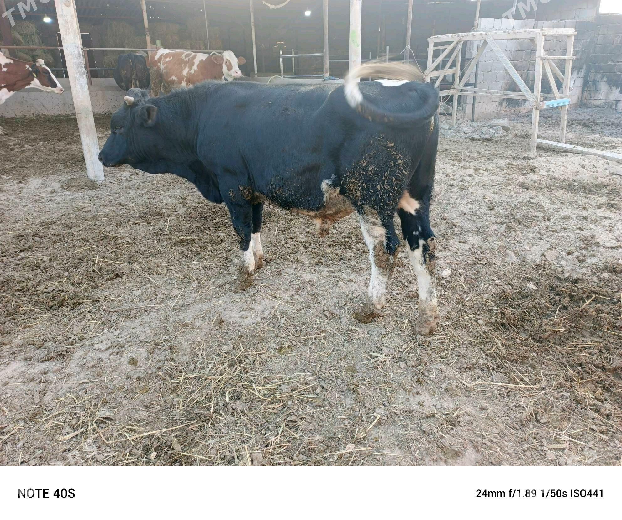 okuz - Бузмеин - img 5