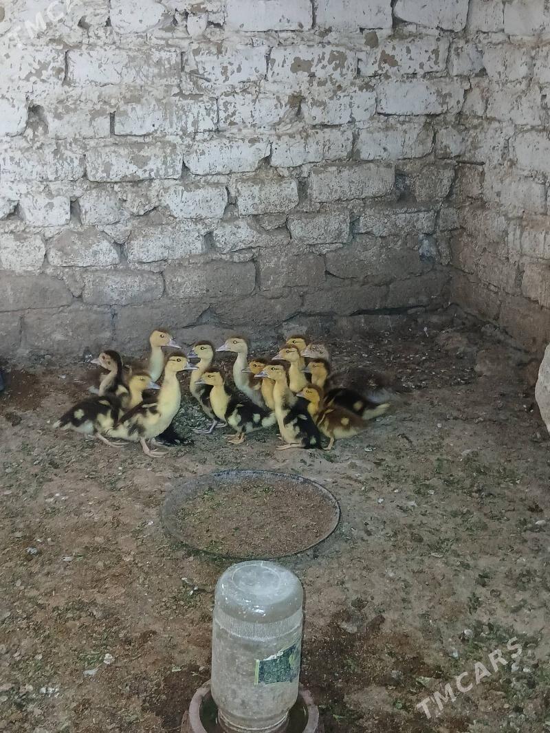 towuk juje - Гёкдепе - img 4