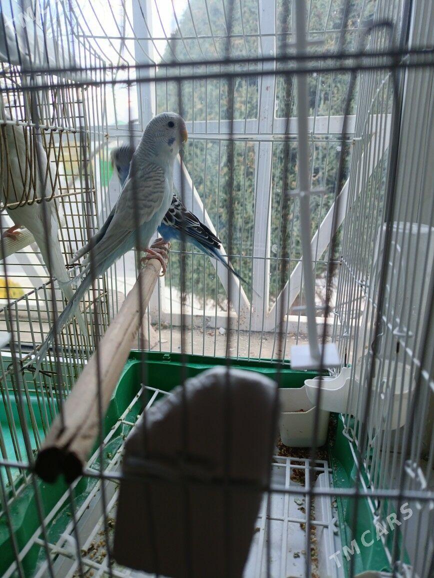 papugay guslar - Тязе заман - img 2