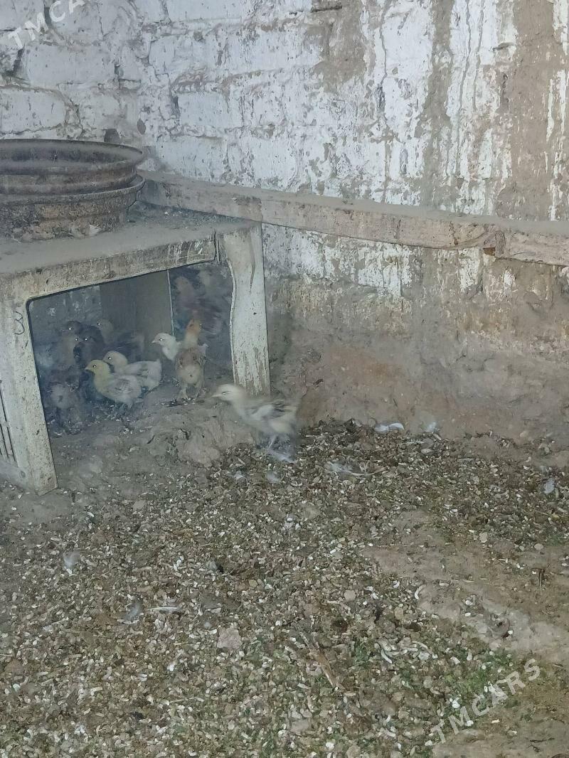 towuk juje - Гёкдепе - img 1