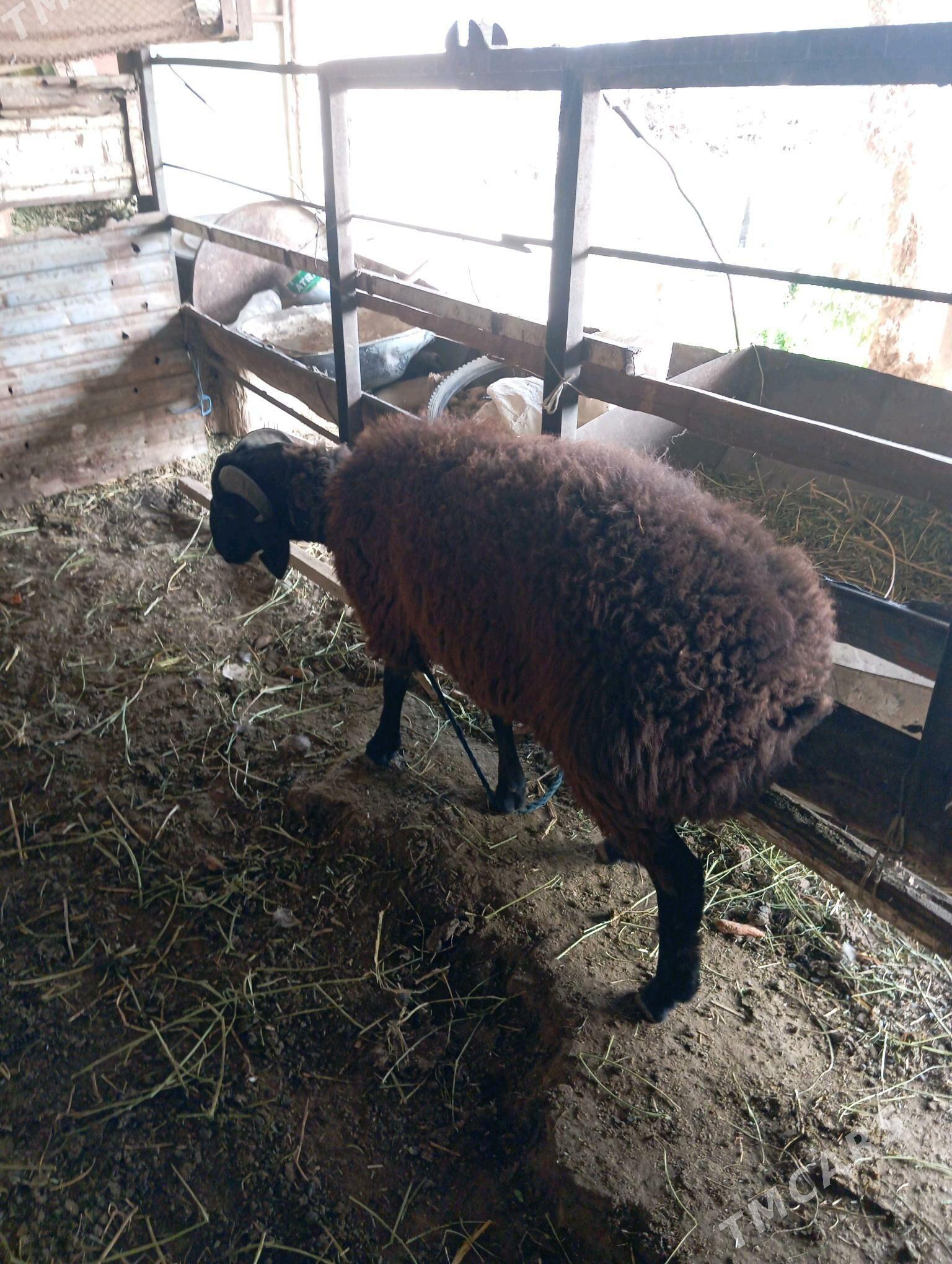 goçkar - Чарджоу - img 4