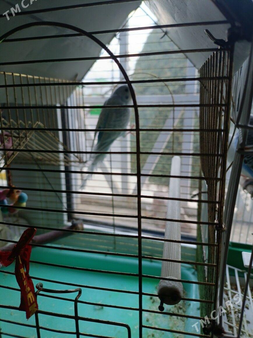 papugay guslar - Тязе заман - img 3