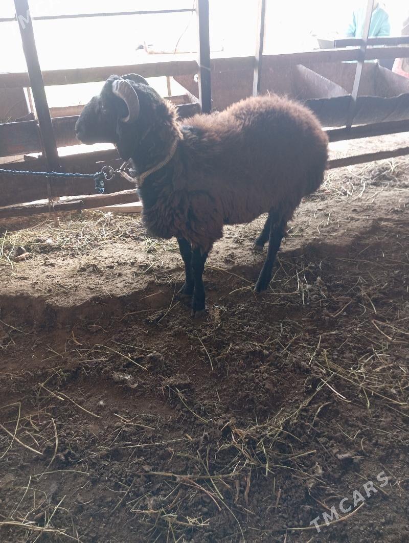 goçkar - Чарджоу - img 3