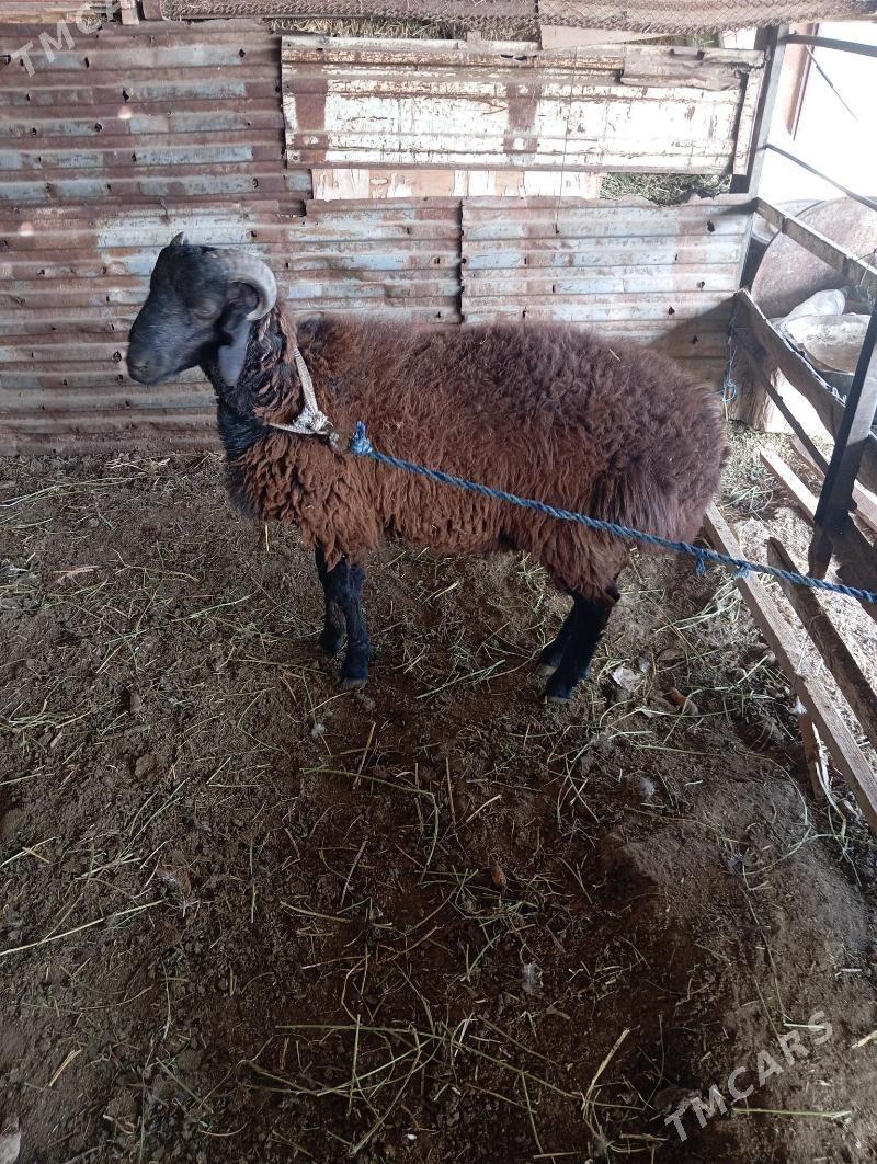 goçkar - Чарджоу - img 2