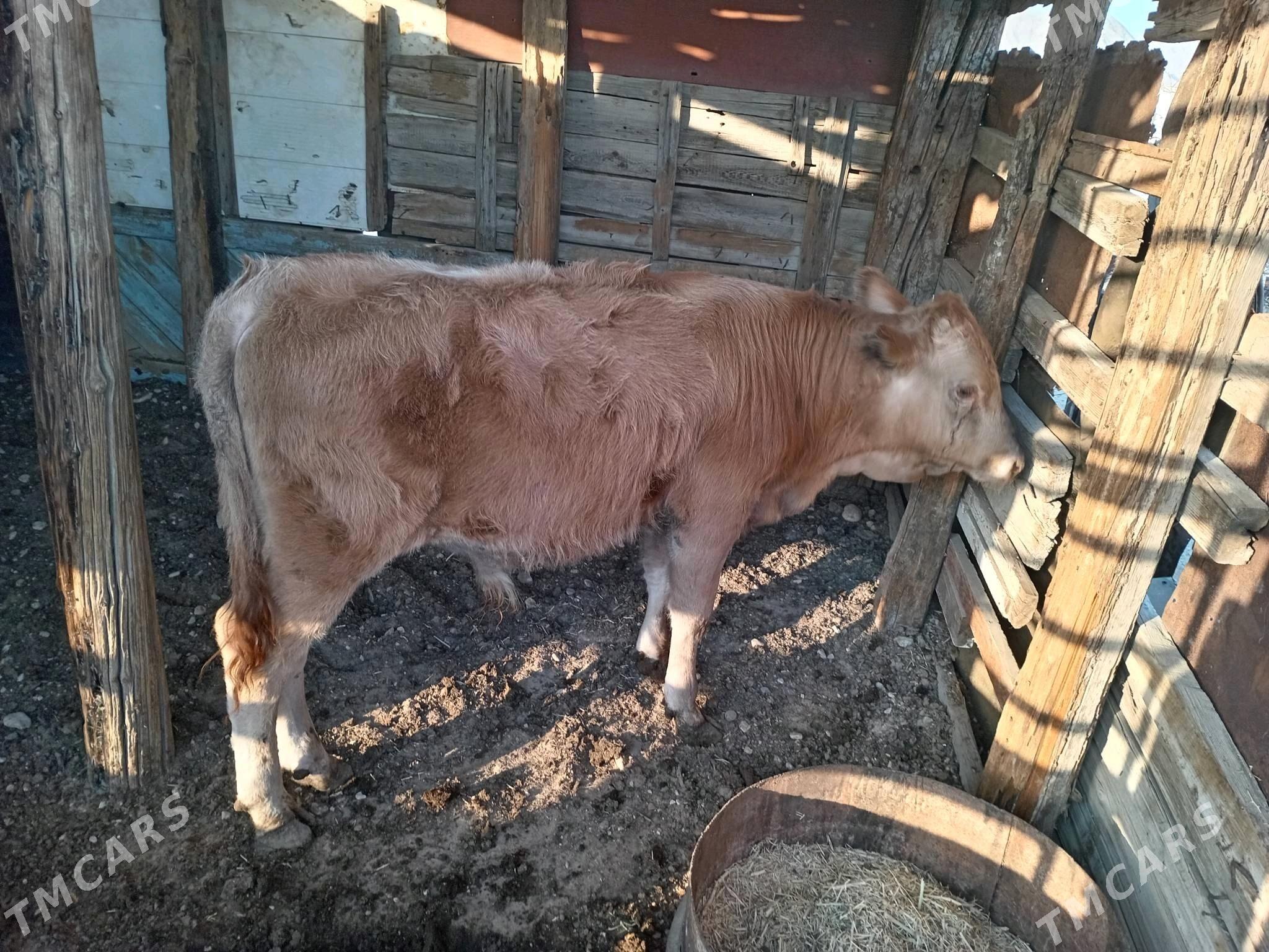 Öküz - Балканабат - img 3