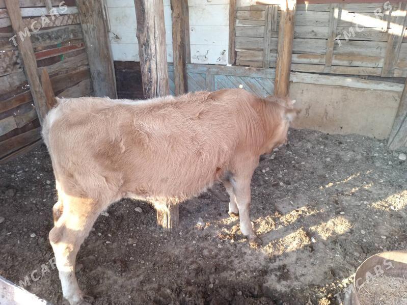 Öküz - Балканабат - img 4