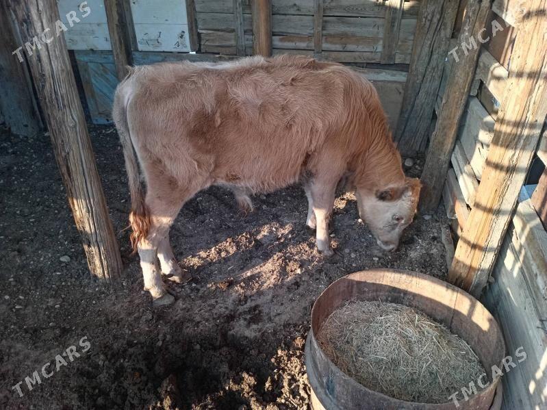 Öküz - Балканабат - img 2