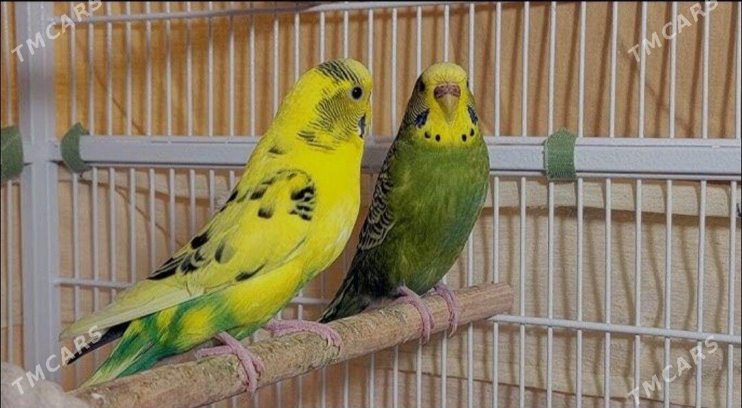 popugay tayyn para guslar - Ашхабад - img 3