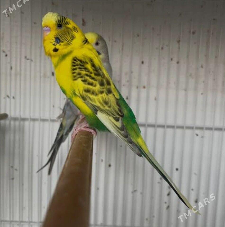 popugay tayyn para guslar - Ашхабад - img 2