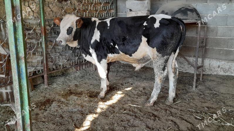 Okuz - Ak bugdaý etraby - img 2