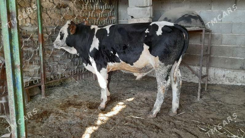 Okuz - Ak bugdaý etraby - img 4