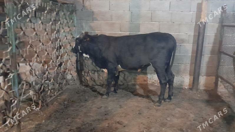 Okuz - Ак-Бугдайский этрап - img 3