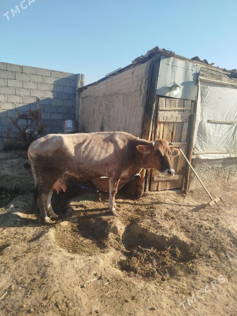 Sygyr - Бузмеин - img 3