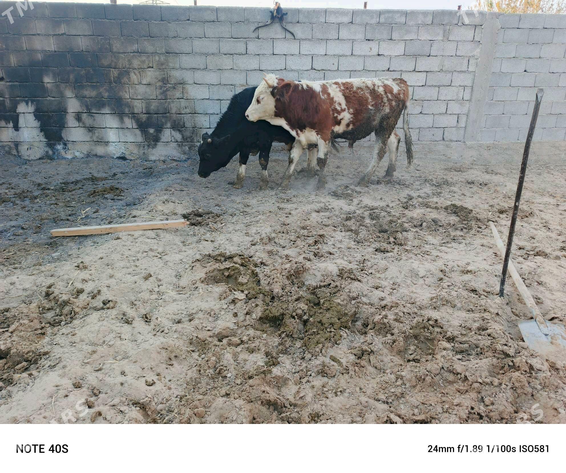 okuz - Бузмеин - img 4