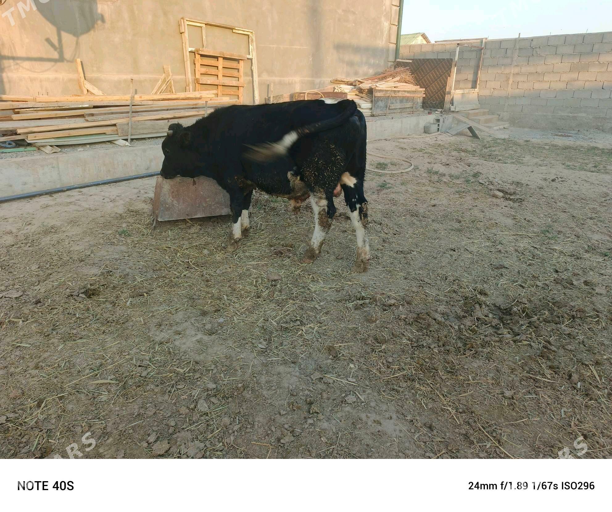 okuz - Бузмеин - img 2