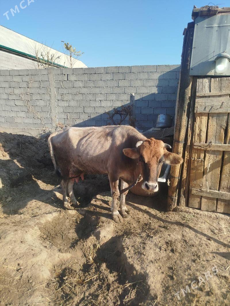 Sygyr - Бузмеин - img 5