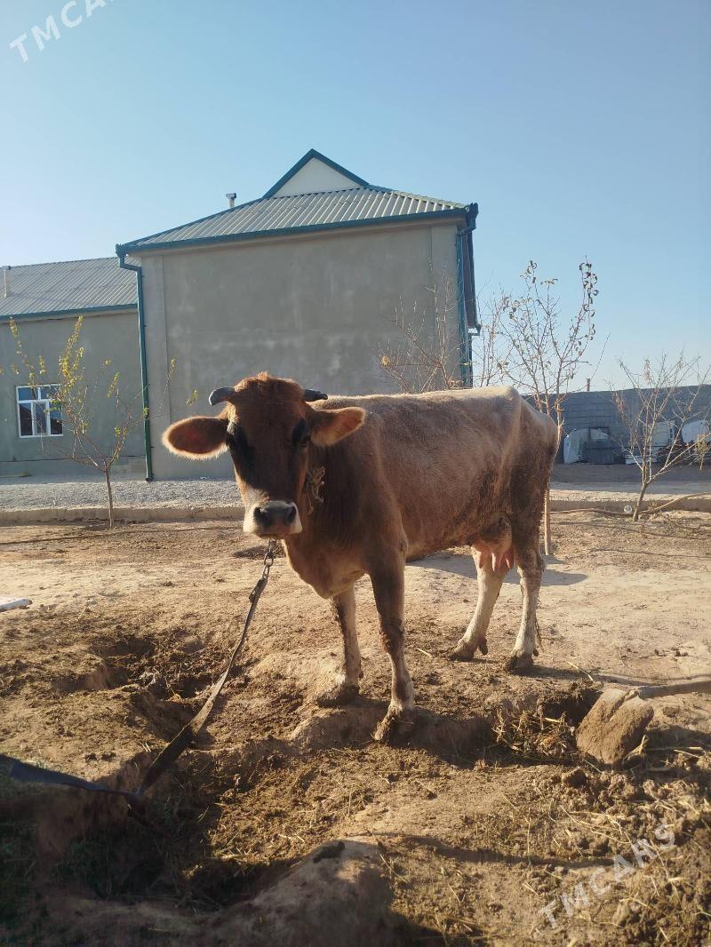 Sygyr - Бузмеин - img 1