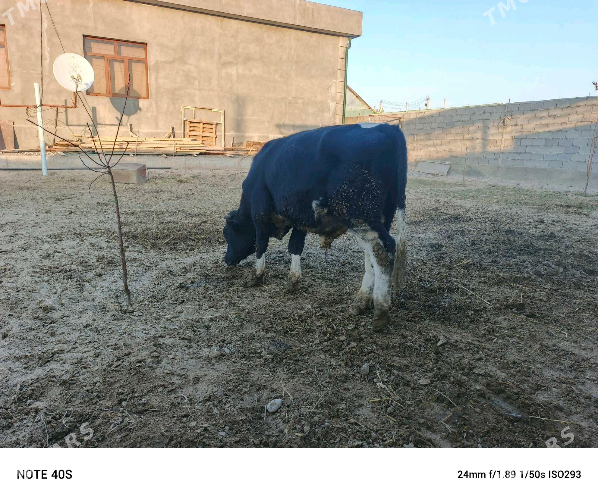 okuz - Бузмеин - img 7